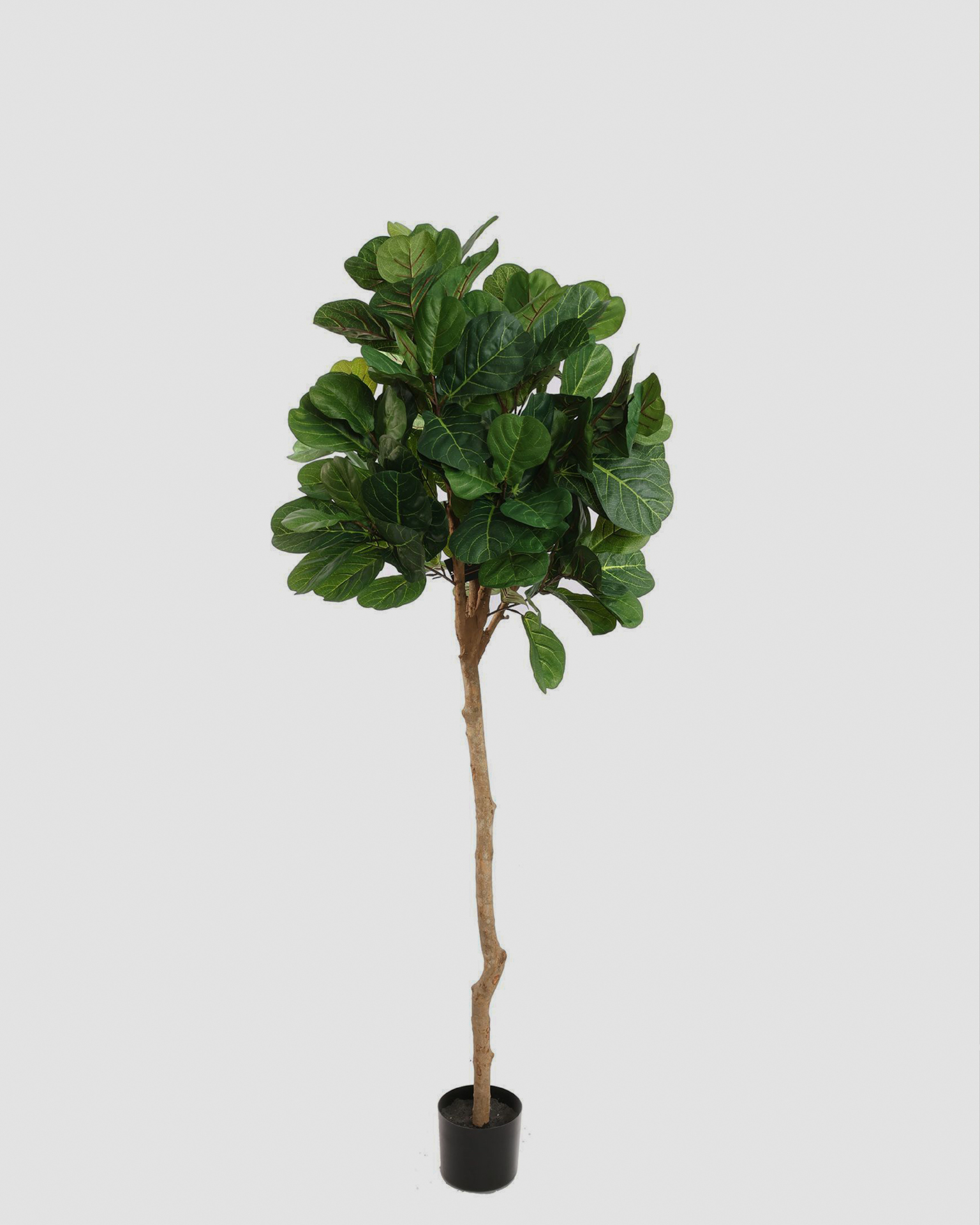 Kunstplant Ficus Lyrata - 180cm