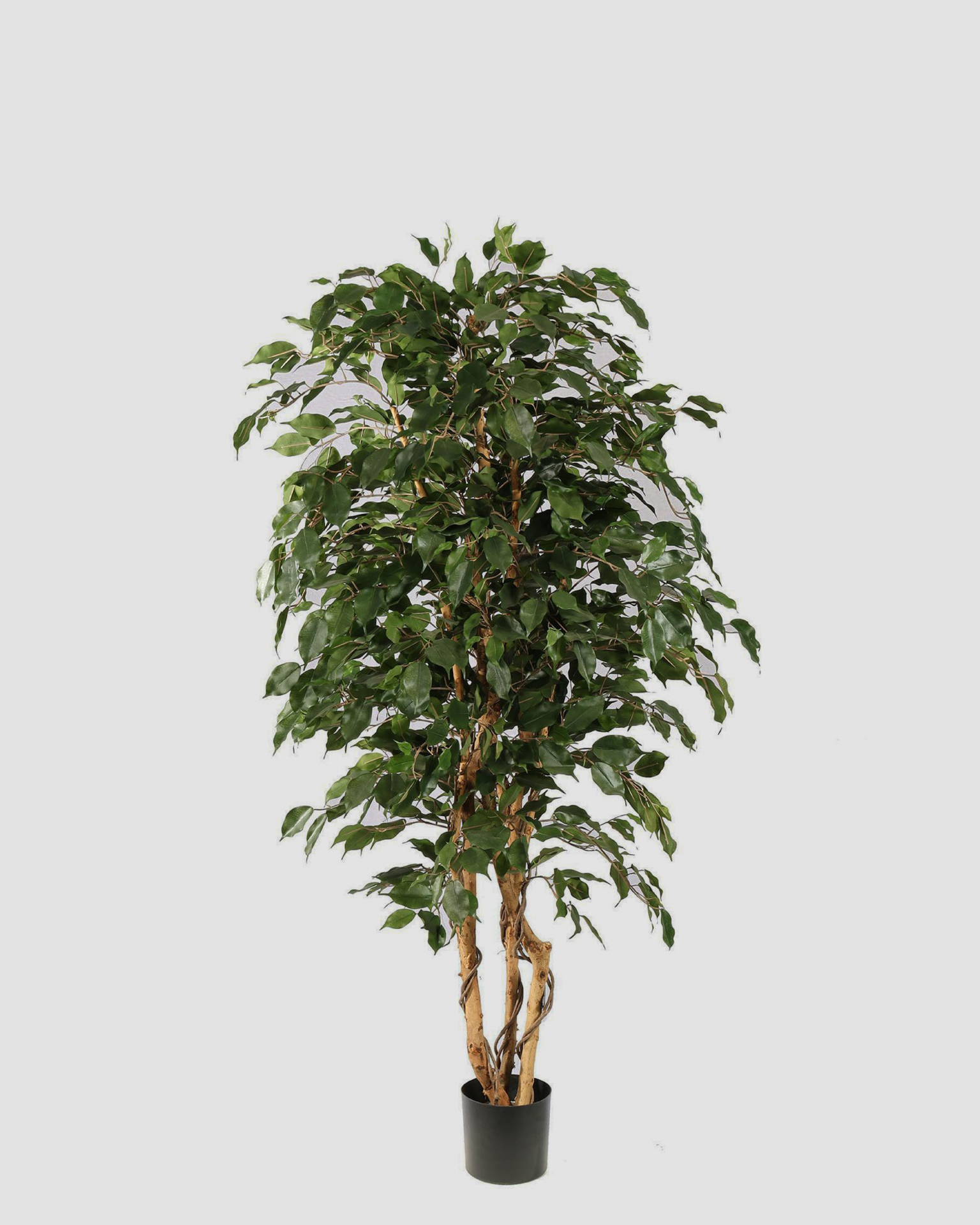 Kunstboom Ficus Exotica - 150cm