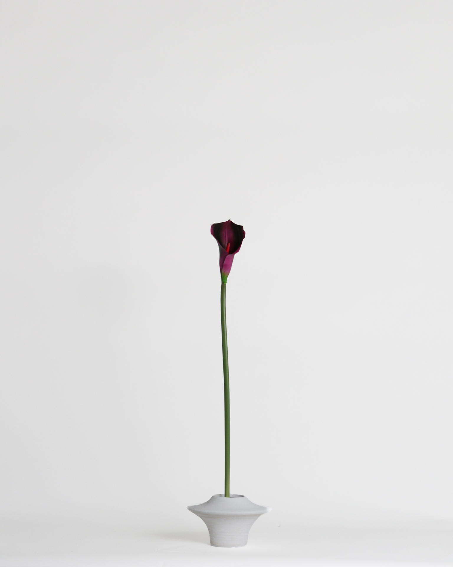 Calla Lily Deep Purple