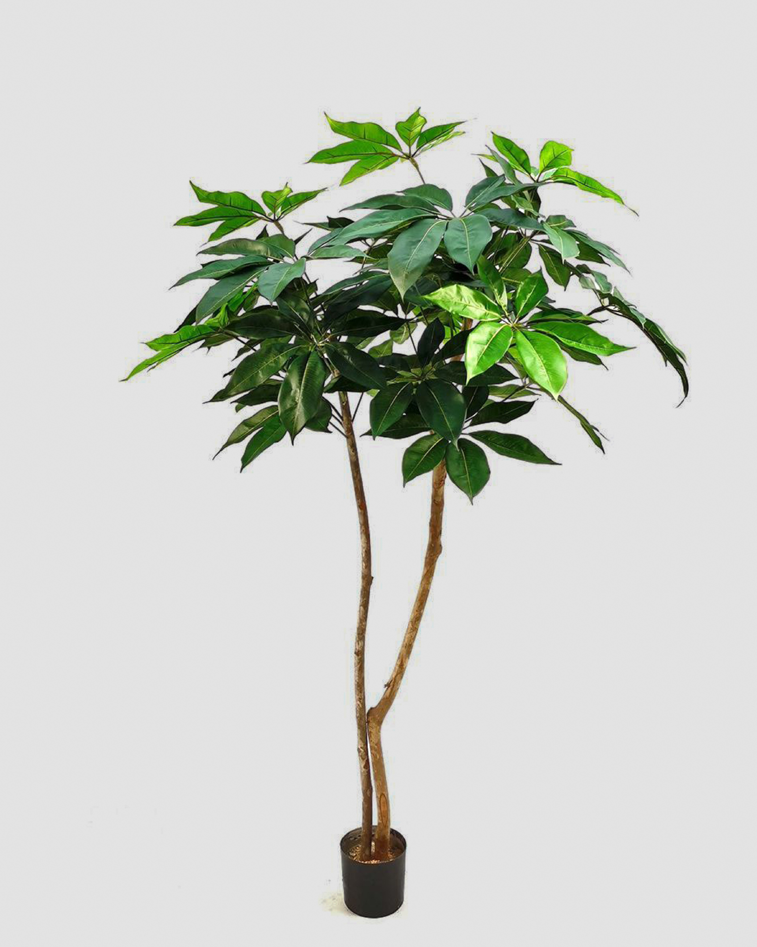 Artificial Tree Schefflera Cloud Tree – 180 cm