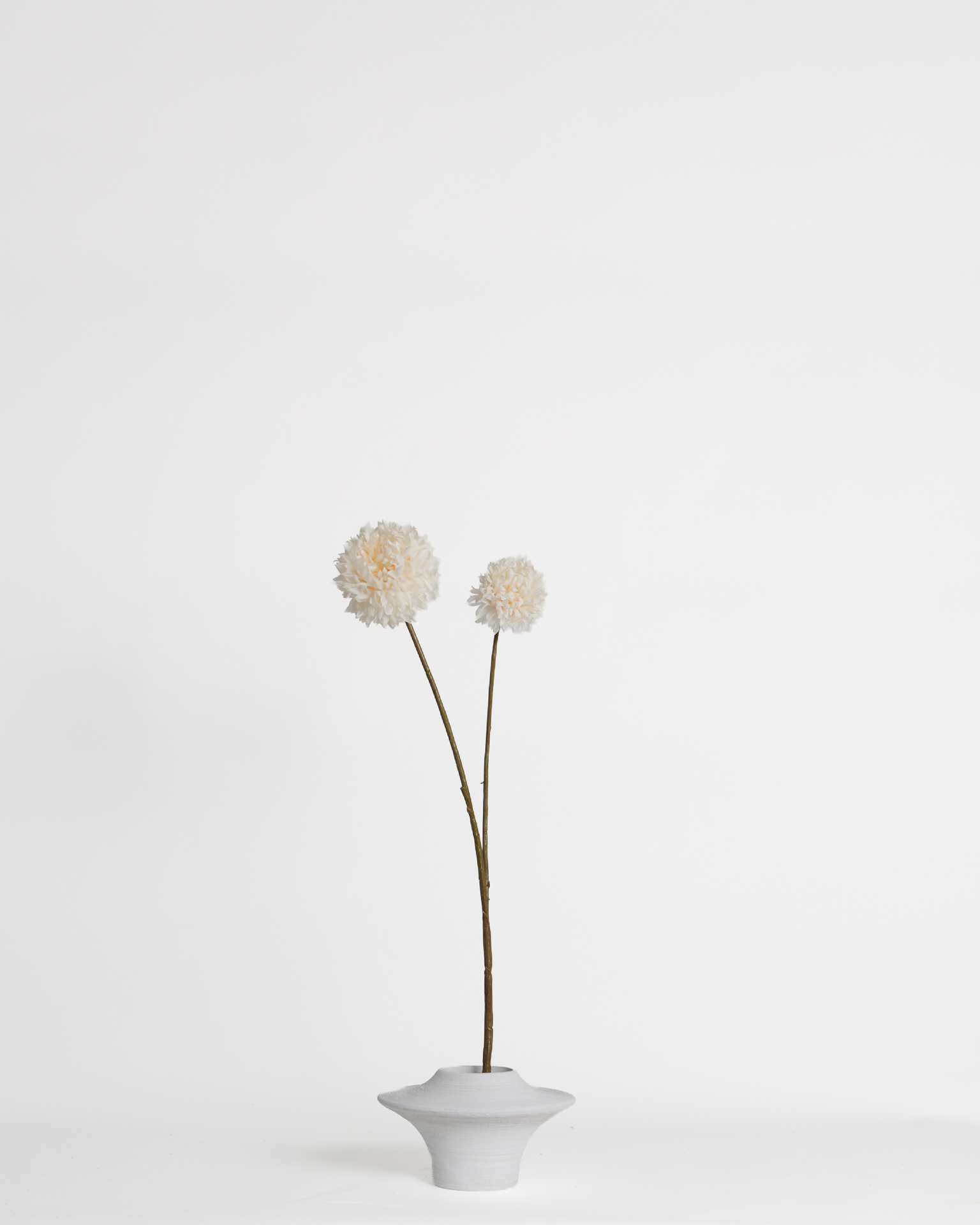 Chrysanthemum Cream – 65 cm