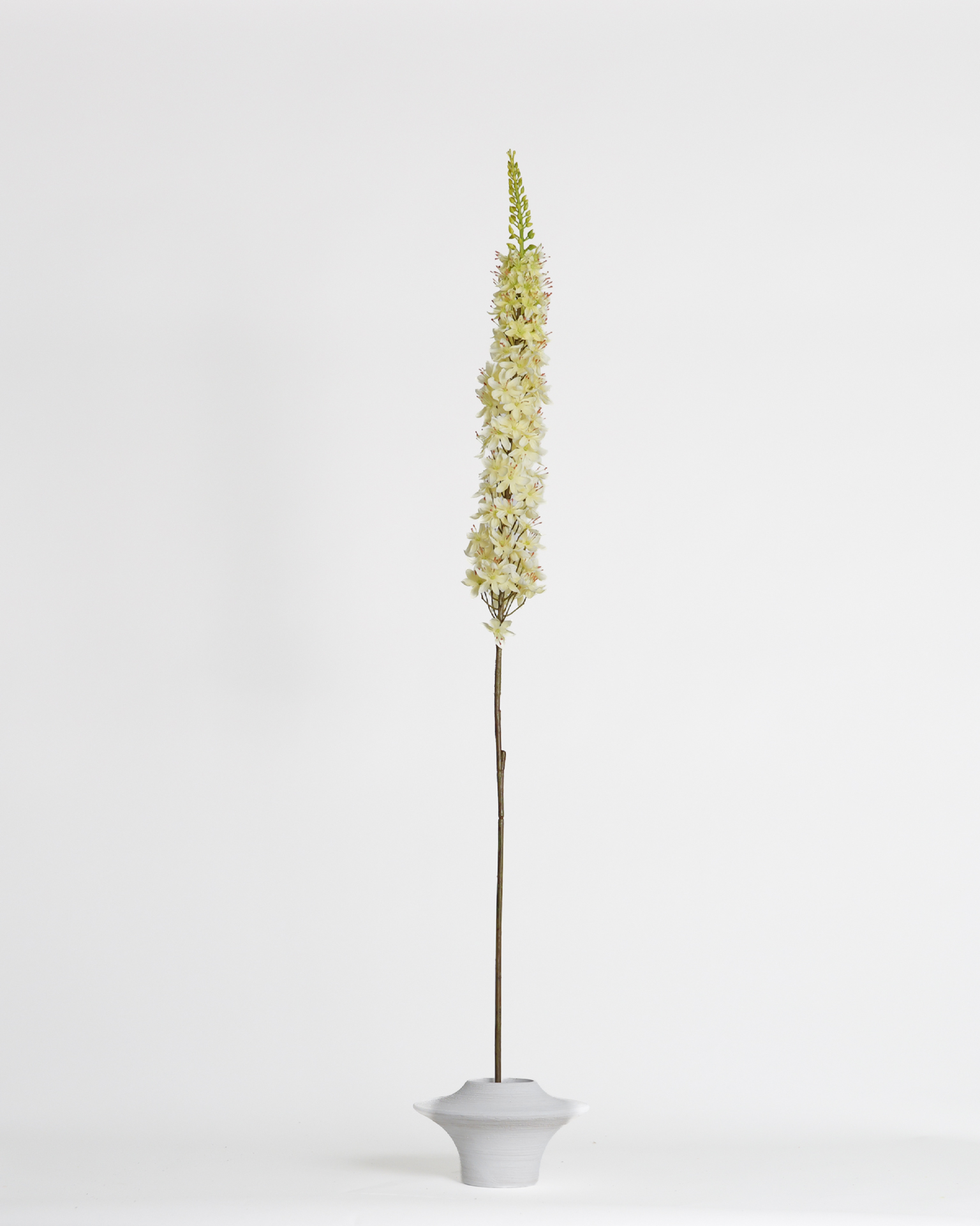 Eremurus Cream – 109 cm