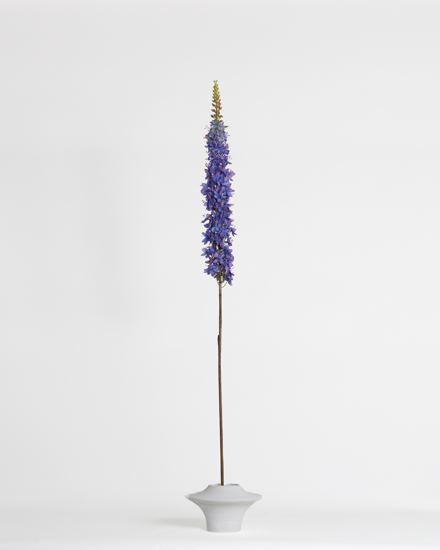 Eremurus Blue – 109 cm