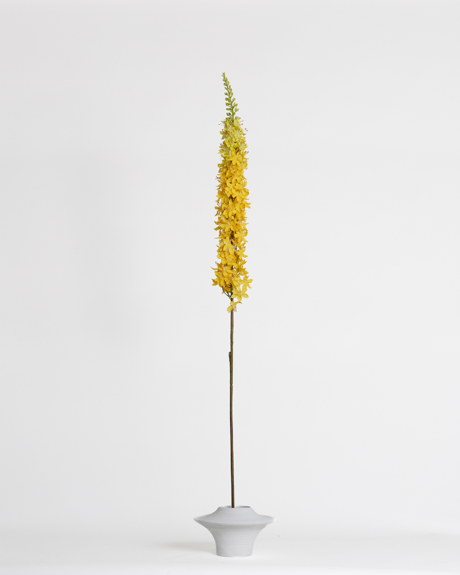 Eremurus Yellow – 109 cm