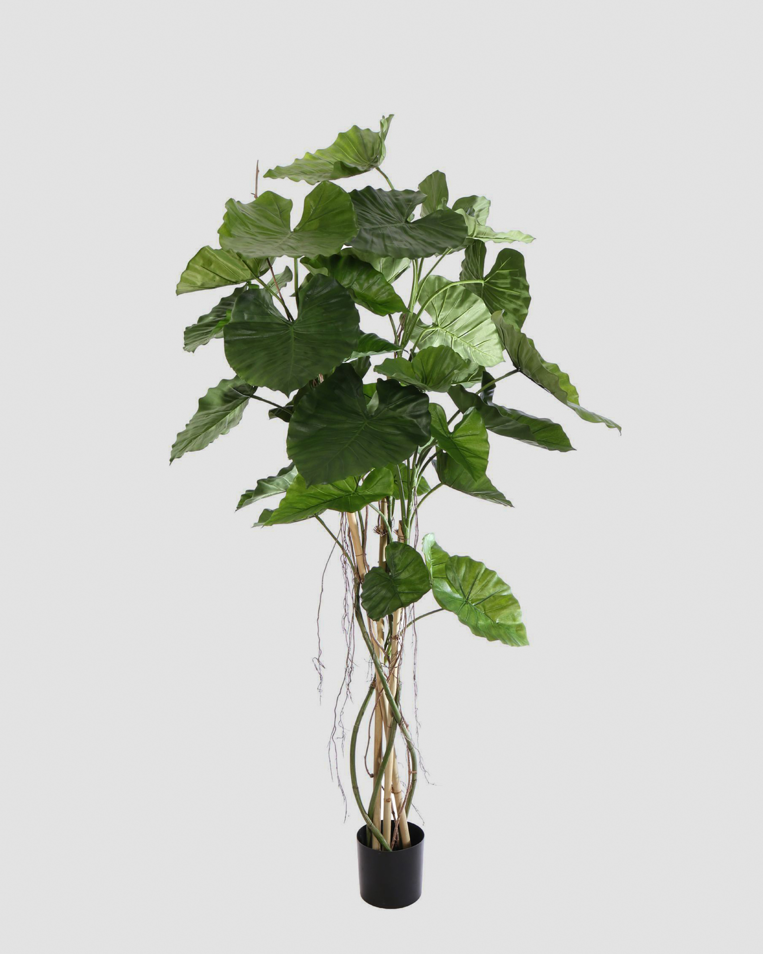 Kunstplant Alocasia Calidora - 190cm