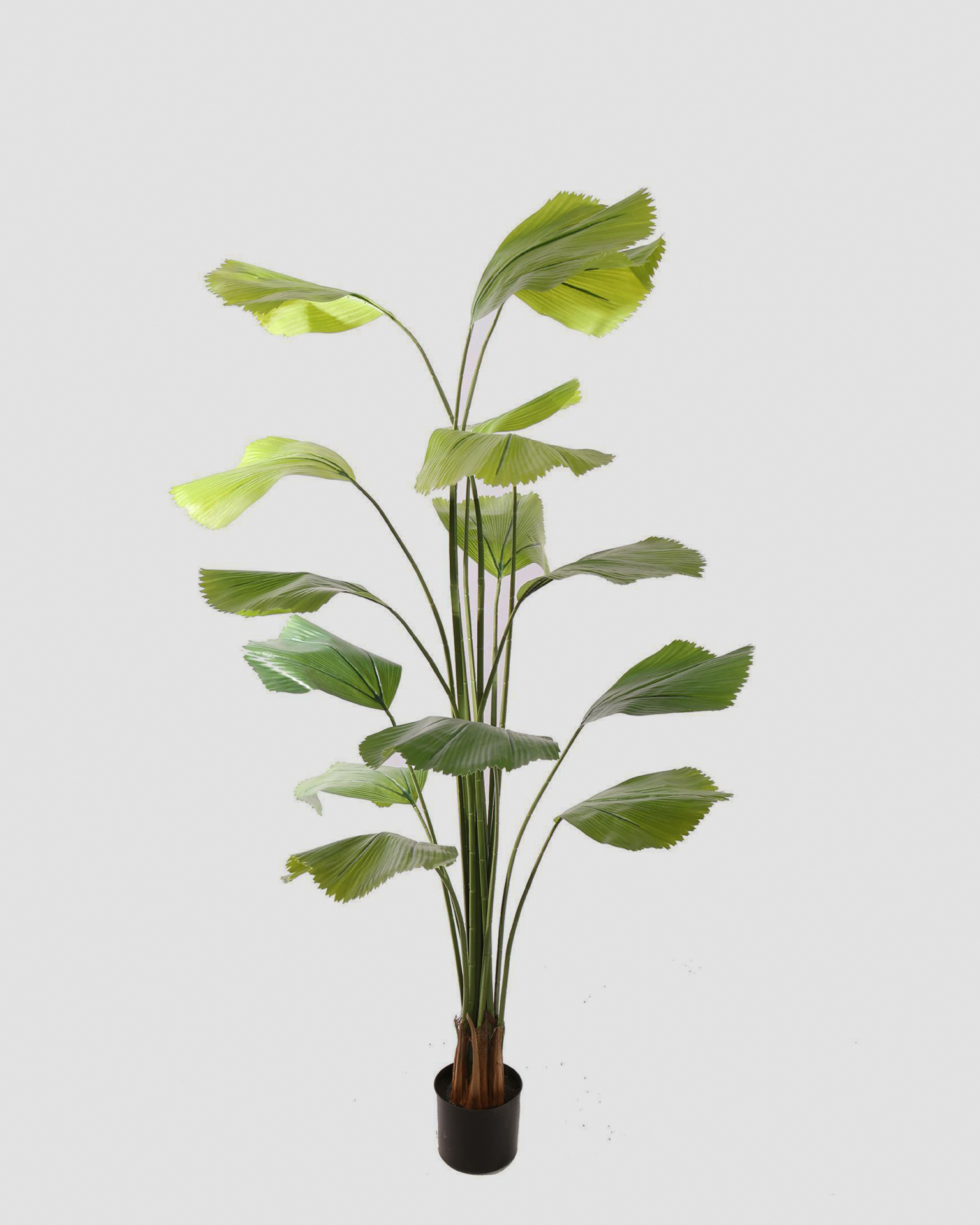 Kunstpalm Wild Bombay Fan Palm - 180cm